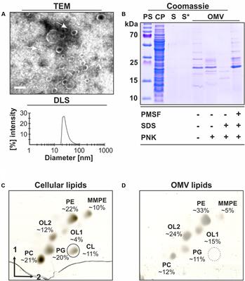 Agrobacterium tumefaciens Small Lipoprotein Atu8019 Is Involved in Selective Outer Membrane Vesicle (OMV) Docking to Bacterial Cells